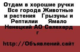 Отдам в хорошие ручки - Все города Животные и растения » Грызуны и Рептилии   . Ямало-Ненецкий АО,Салехард г.